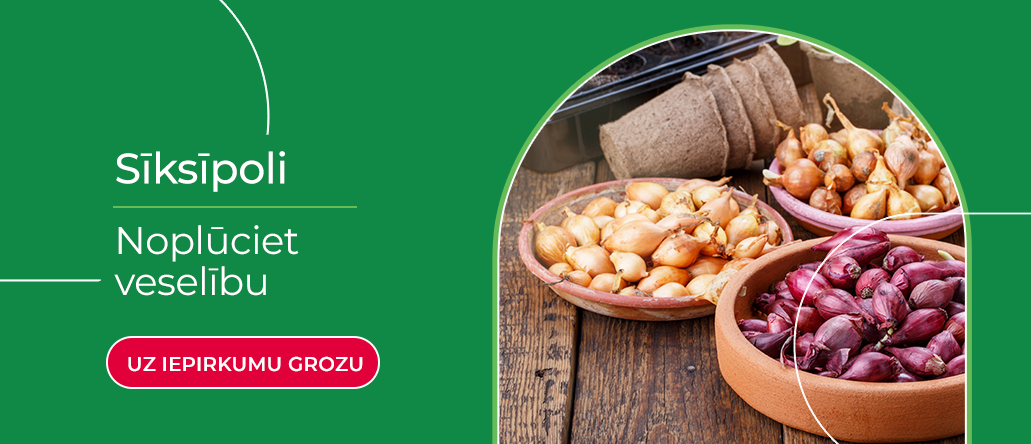 Svogūnų sodinukai LV