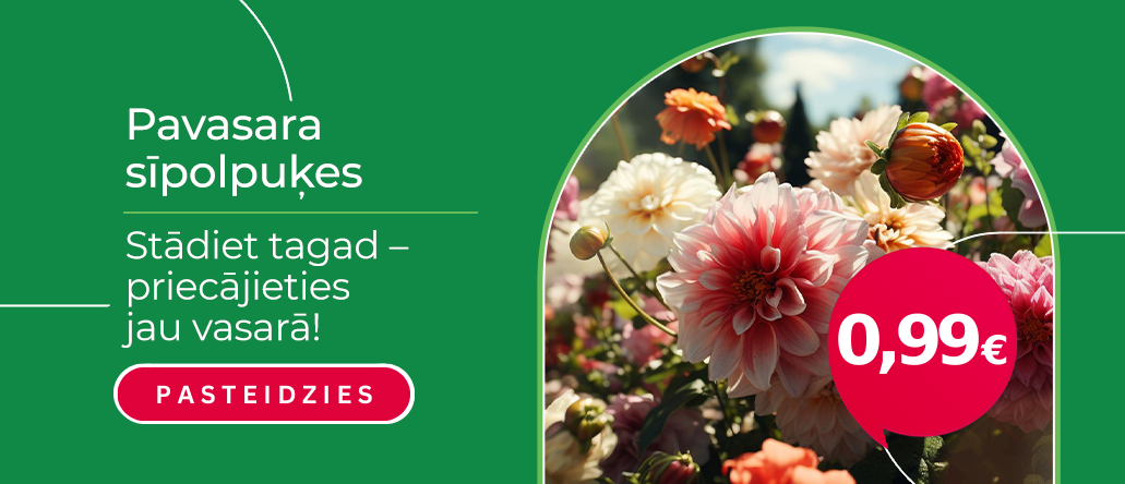 Svogūninės po 0,99€ LV