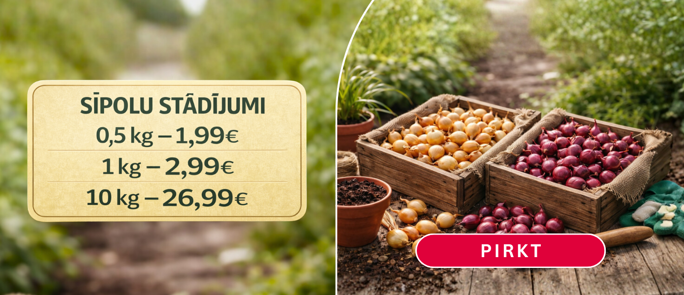 Svogūnų sodinukai LV