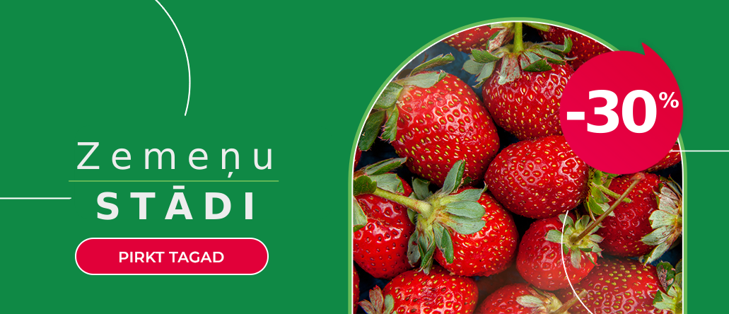 Braškių daigai LV -30%
