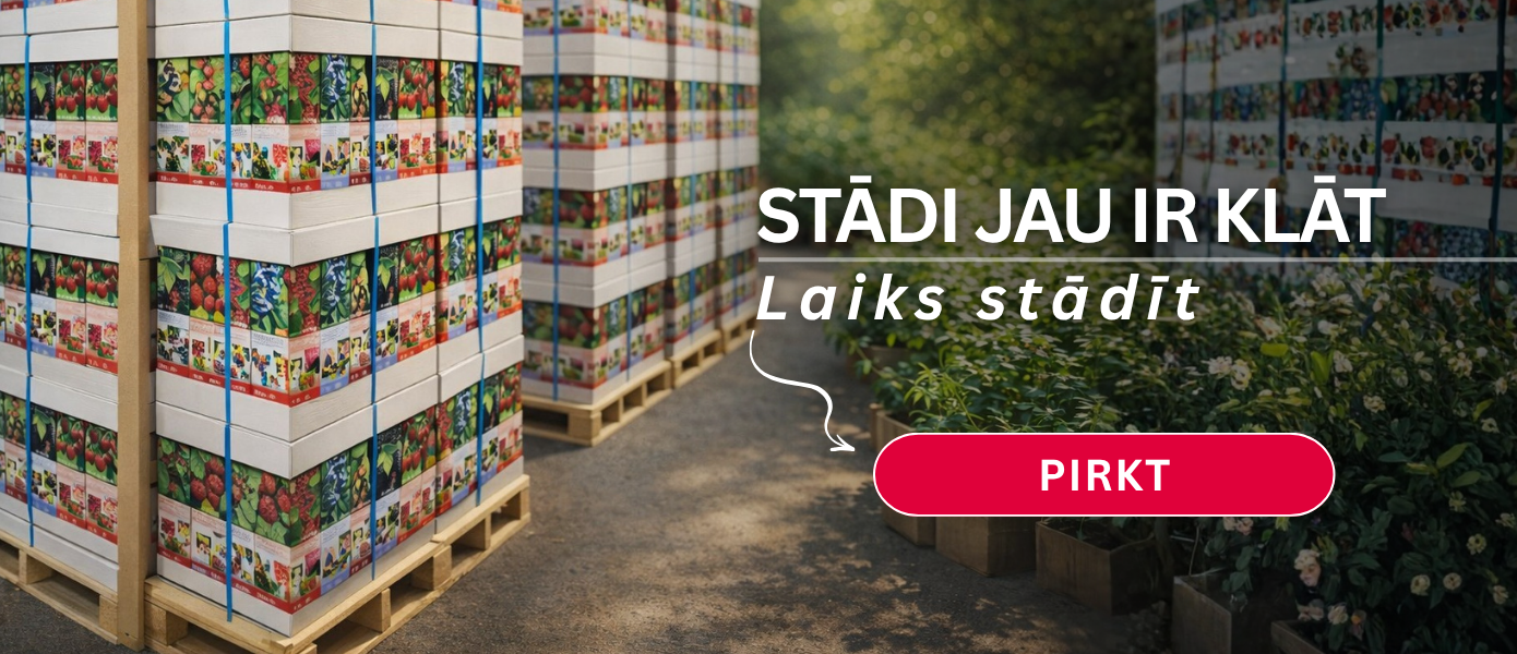 Augaliukai atvyko LV