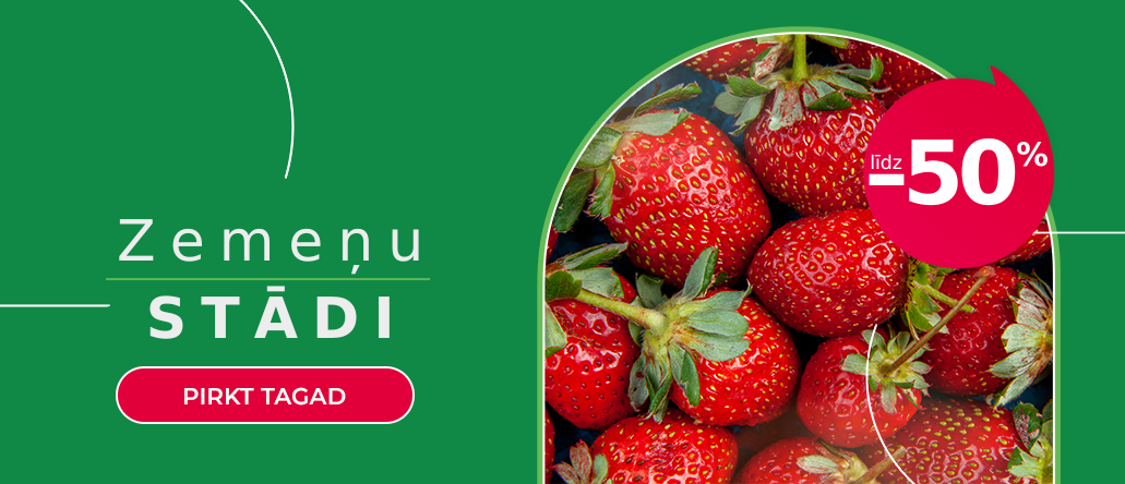 Braškių daigai iki -50% LV