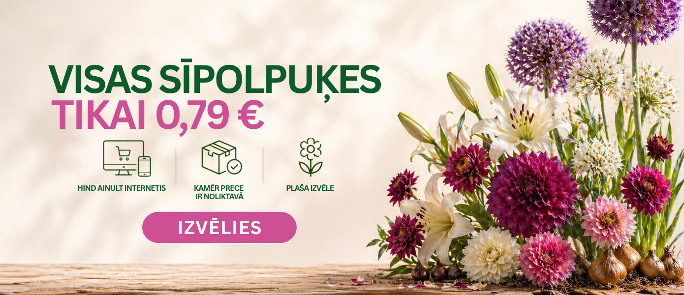 Svogūninės 0,99€ LV